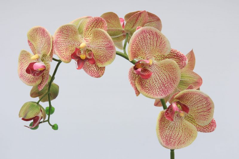 Fake orange orchid plant