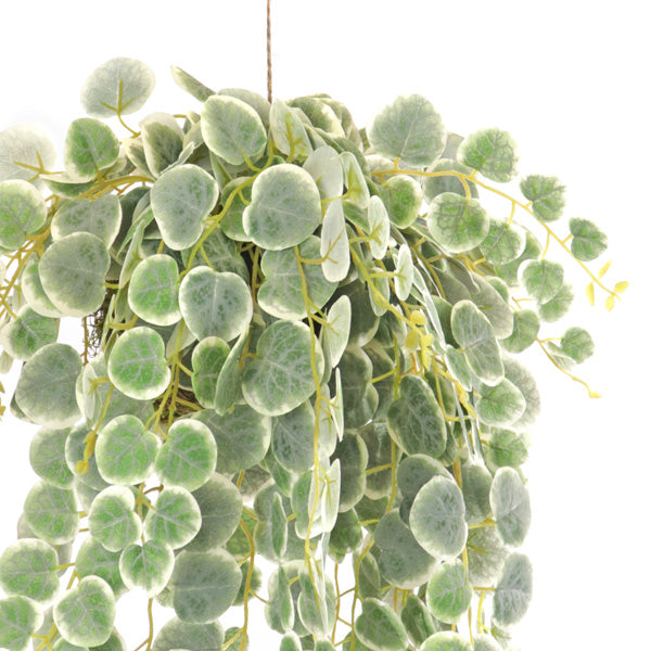 Fake hanging greenery with saxifraga plant